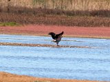 visarend met vangs173 : frieda